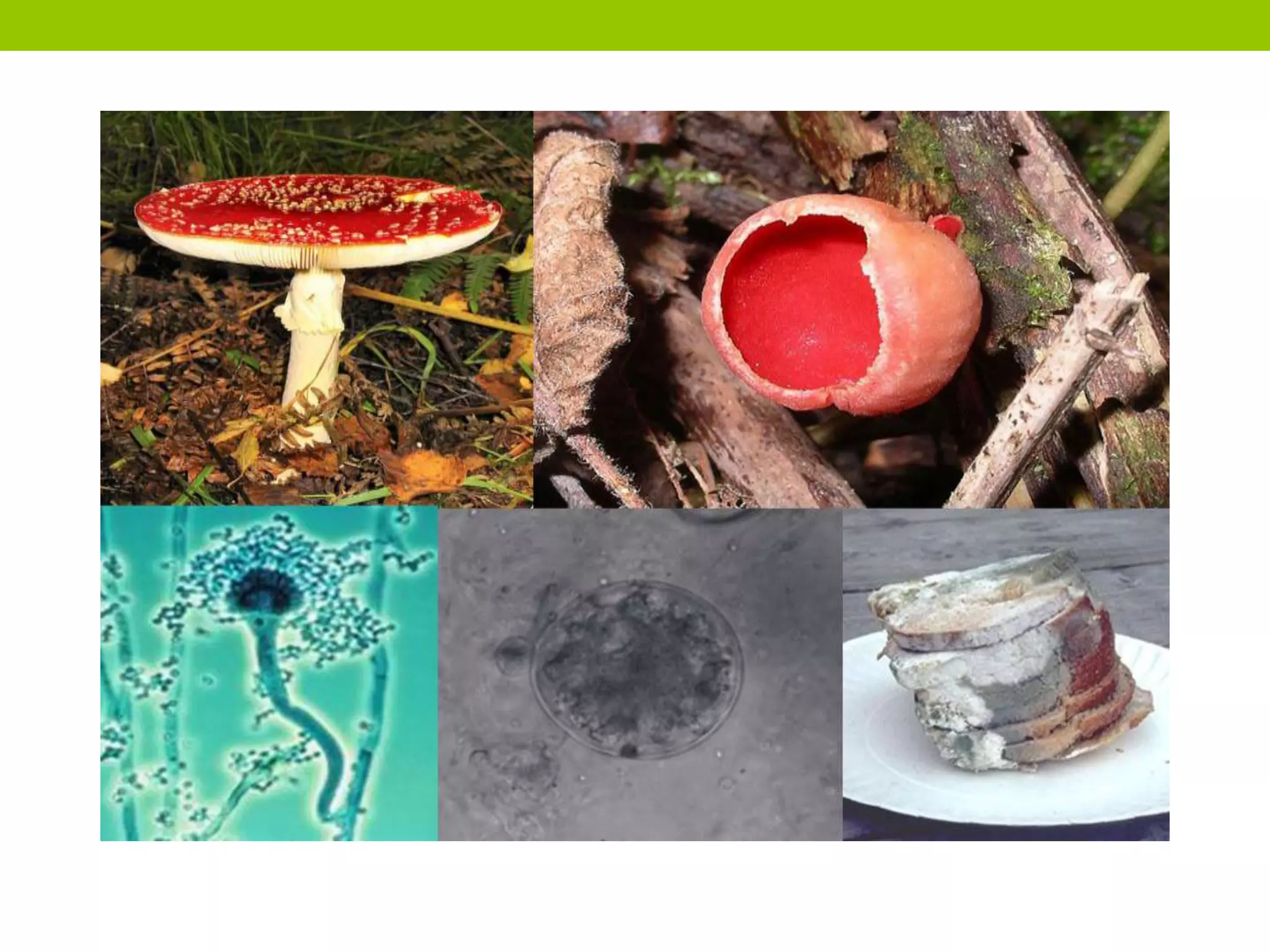 General Characteristics of Fungi | PPTX