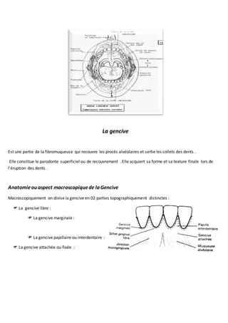 La gencive
Est une partie de la fibromuqueuse qui recouvre les procès alvéolaires et sertie les collets des dents .
Elle constitue le parodonte superficiel ou de recouvrement . Elle acquiert sa forme et sa texture finale lors de
l’éruption des dents .
Anatomieou aspect macroscopiquede la Gencive
Macroscopiquement on divise la gencive en 02 parties topographiquement distinctes :
 La gencive libre :
 La gencive marginale :
 La gencive papillaire ou interdentaire :
 La gencive attachée ou fixée :
 