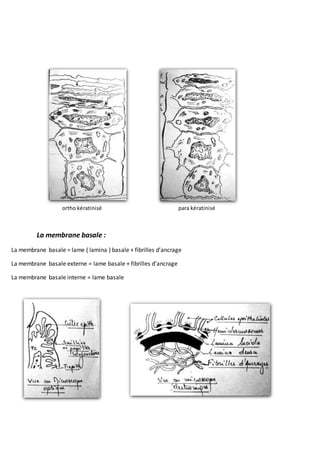 ortho kératinisé para kératinisé
La membrane basale :
La membrane basale = lame ( lamina ) basale + fibrilles d’ancrage
La membrane basale externe = lame basale + fibrilles d’ancrage
La membrane basale interne = lame basale
 