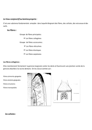 Le tissu conjonctif ou lamina propria :
C’est une substance fondamentale amorphe dans laquelle Baignent des fibres, des cellules, des vaisseaux et des
nerfs.
les fibres :
Groupe de fibres principales:
 Les fibres collagènes
Groupe de fibres accessoires:
 Les fibres réticulines
 Les fibres élastiques
 Les fibres oxytalanes
Les fibres collagènes :
Elles maintiennent fermement la gencive marginale contre les dents et fournissent une jonction serrée de la
gencive attachée à la racine dentaire. On les classe comme suit :
Fibrescémento-gingvales
Fibresalvéolo-gingivales
Fibrescirculaires
Fibrestranseptales
les cellules:
 
