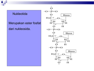 O
H
H
H
H
H
H2C O
O P
O
O-
Basa
O
H
H
H
H
H
H2C O
O P
O
O-
Basa
O
H
H
H
H
H
H2C O
O P
O
O-
Basa
O
5'
3'
5'
3'
5'
3'
Nukleotida
Merupakan ester fosfat
dari nukleosida.
 