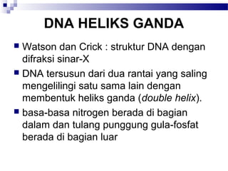 DNA HELIKS GANDA
 Watson dan Crick : struktur DNA dengan
difraksi sinar-X
 DNA tersusun dari dua rantai yang saling
mengelilingi satu sama lain dengan
membentuk heliks ganda (double helix).
 basa-basa nitrogen berada di bagian
dalam dan tulang punggung gula-fosfat
berada di bagian luar
 