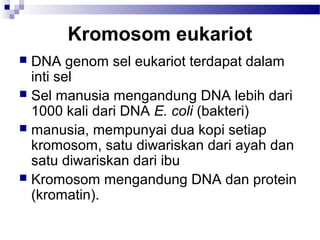 Kromosom eukariot
 DNA genom sel eukariot terdapat dalam
inti sel
 Sel manusia mengandung DNA lebih dari
1000 kali dari DNA E. coli (bakteri)
 manusia, mempunyai dua kopi setiap
kromosom, satu diwariskan dari ayah dan
satu diwariskan dari ibu
 Kromosom mengandung DNA dan protein
(kromatin).
 