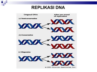 REPLIKASI DNA
 