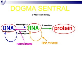 Replication
Transcription
Reverse
Transcription
Translation
DOGMA SENTRAL
of Molecular Biology
 