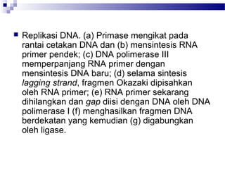  Replikasi DNA. (a) Primase mengikat pada
rantai cetakan DNA dan (b) mensintesis RNA
primer pendek; (c) DNA polimerase III
memperpanjang RNA primer dengan
mensintesis DNA baru; (d) selama sintesis
lagging strand, fragmen Okazaki dipisahkan
oleh RNA primer; (e) RNA primer sekarang
dihilangkan dan gap diisi dengan DNA oleh DNA
polimerase I (f) menghasilkan fragmen DNA
berdekatan yang kemudian (g) digabungkan
oleh ligase.
 