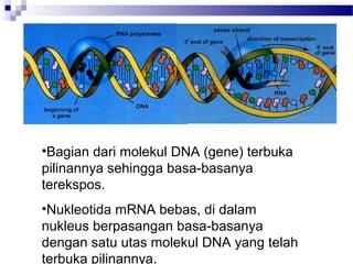 •Bagian dari molekul DNA (gene) terbuka
pilinannya sehingga basa-basanya
terekspos.
•Nukleotida mRNA bebas, di dalam
nukleus berpasangan basa-basanya
dengan satu utas molekul DNA yang telah
terbuka pilinannya.
 
