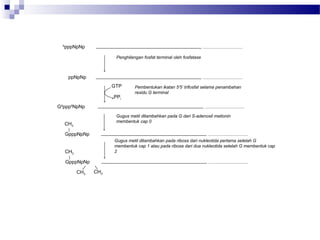 5
pppNpNp
ppNpNp
G5
ppp5
NpNp
Penghilangan fosfat terminal oleh fosfatase
Pembentukan ikatan 5’5’ trifosfat selama penambahan
residu G terminal
Gugus metil ditambahkan pada G dari S-adenosil metionin
membentuk cap 0
Gugus metil ditambahkan pada ribosa dari nukleotida pertama setelah G
membentuk cap 1 atau pada ribosa dari dua nukleotida setelah G membentuk cap
2
GTP
PPi
GpppNpNp
CH3
GpppNpNp
CH3
CH3
CH3
 