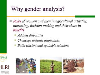 Analysis of priority commodities — Gender and technology perspectives
