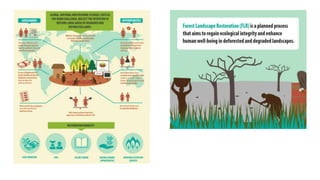 Rights-based approaches (RBAs)
Sustainable and just landscapes, promoting
effectiveness through respect for/protection of
...