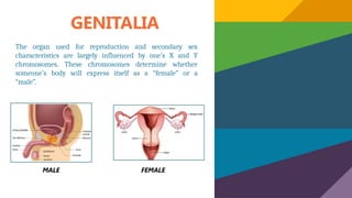 GENITALIA
The organ used for reproduction and secondary sex
characteristics are largely influenced by one’s X and Y
chromosomes. These chromosomes determine whether
someone’s body will express itself as a “female” or a
“male”.
MALE FEMALE
 