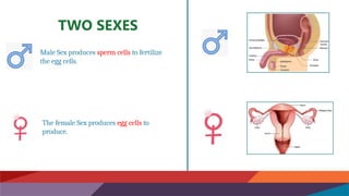 TWO SEXES
Male Sex produces sperm cells to fertilize
the egg cells.
The female Sex produces egg cells to
produce.
 