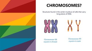 CHROMOSOMES?
Structures found in the center (nucleus) of cells that carry
long pieces of DNA.
Chromosome XX
equates to female
Chromosome XY
equates to male
 