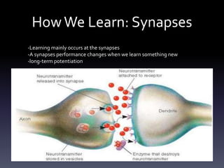 HowWe Learn: Synapses
-Learning mainly occurs at the synapses
-A synapses performance changes when we learn something new
-long-term potentiation
 