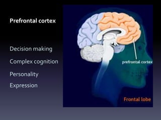 Prefrontal cortex
Decision making
Complex cognition
Personality
Expression
 