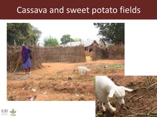 From gender analysis to transforming gender norms: Using empowerment pathways to enhance gender equity and food security in Tanzania