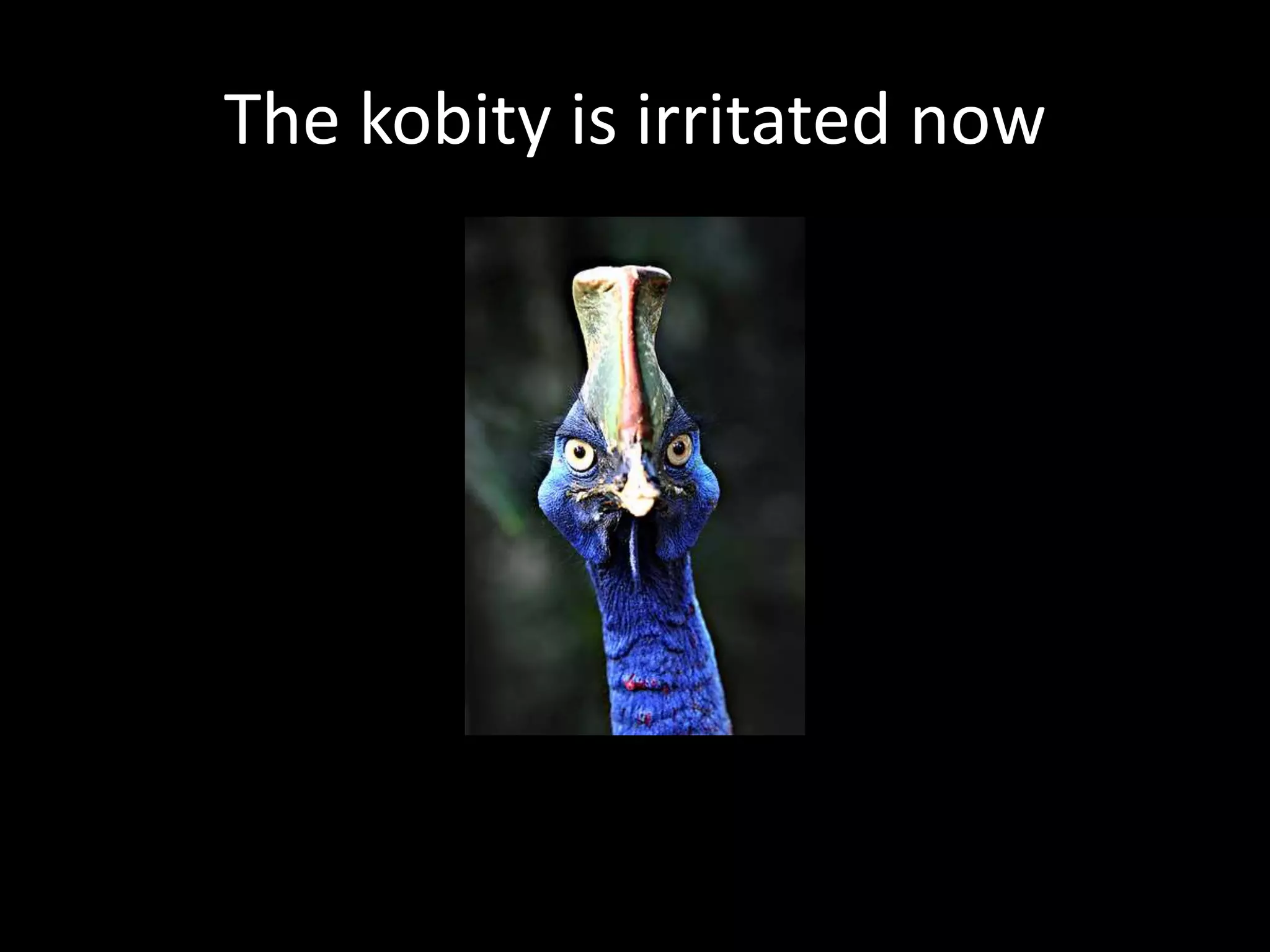 The kobity is irritated now
 