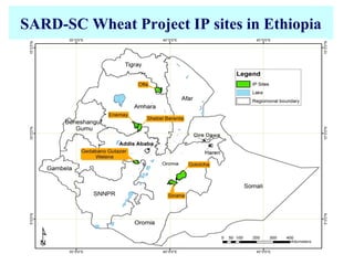 SARD-SC Wheat Project IP sites in Ethiopia
 