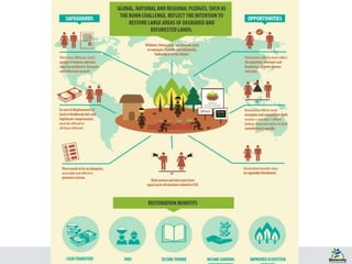 Gender matters in Forest Landscape Restoration:  A framework for design and evaluation