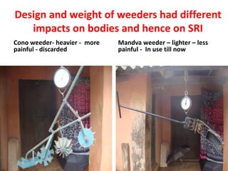Design and weight of weeders had different
impacts on bodies and hence on SRI
Cono weeder- heavier - more
painful - discarded
Mandva weeder – lighter – less
painful - In use till now
 