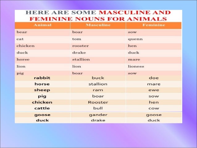 Gender of nouns