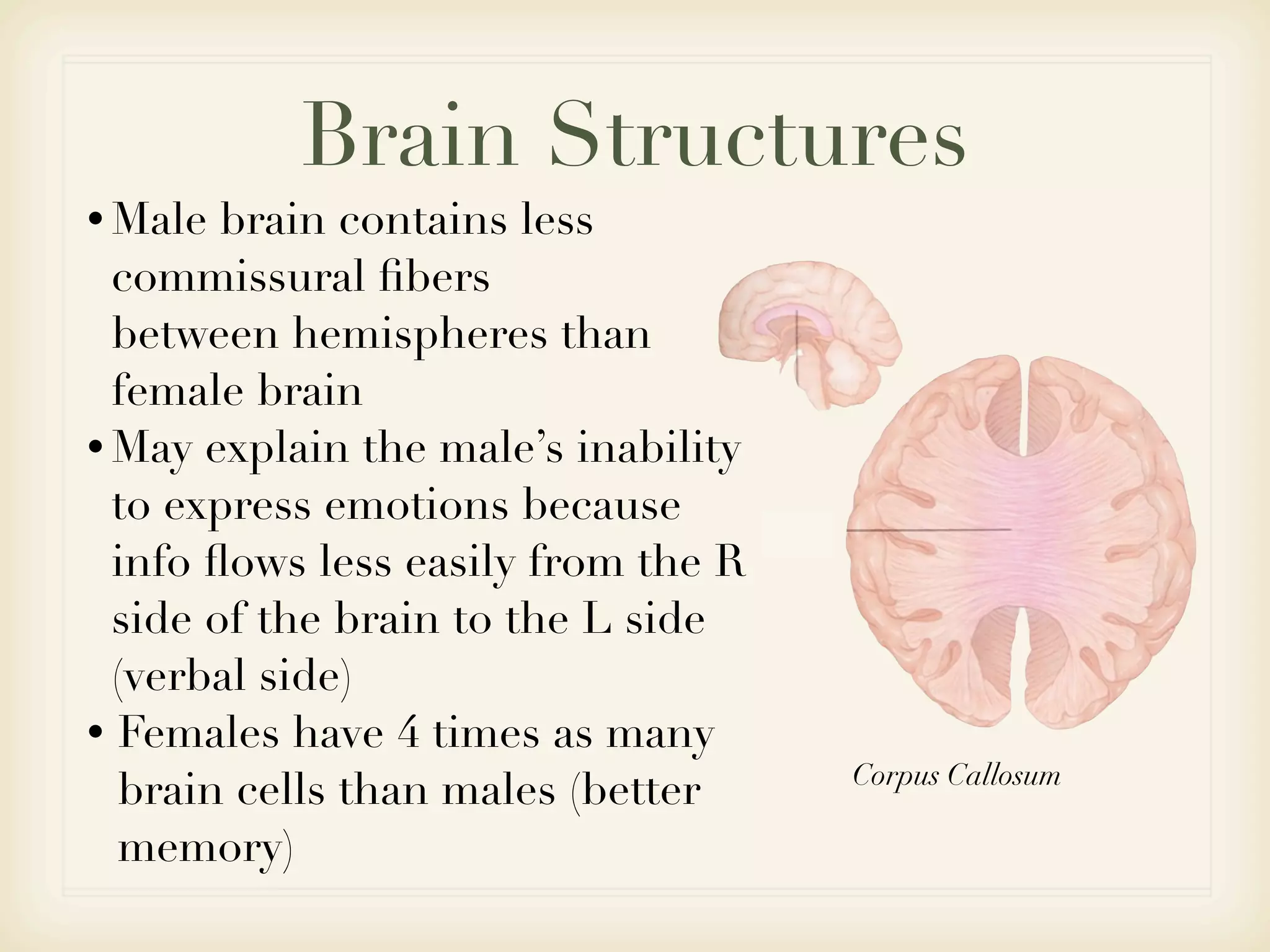 Brain Structures
• Male  brain contains less
  commissural ﬁbers
  between hemispheres than
  female brain
• May explain the male’s inability
  to express emotions because
  info ﬂows less easily from the R
  side of the brain to the L side
  (verbal side)
• Females have 4 times as many
                                     Corpus Callosum
  brain cells than males (better
  memory)
 