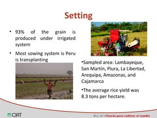 Incorporating the gender dimension on the use of rice technologies in Latin America 
