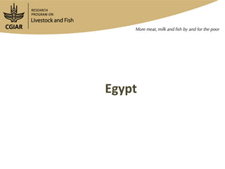 Gender research update and ways forward: Egypt and Bangladesh