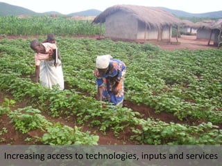 Working with women and men in agricultural market development: The missing link 