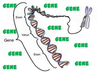 Gene    Gene
                Gene


         Gene
Gene
           Gene
                  Gene
 Gene
                  Gene
Gene
 