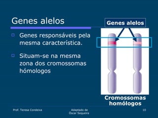 Genes alelos <ul><li>Genes responsáveis pela mesma característica. </li></ul><ul><li>Situam-se na mesma zona dos cromossom...