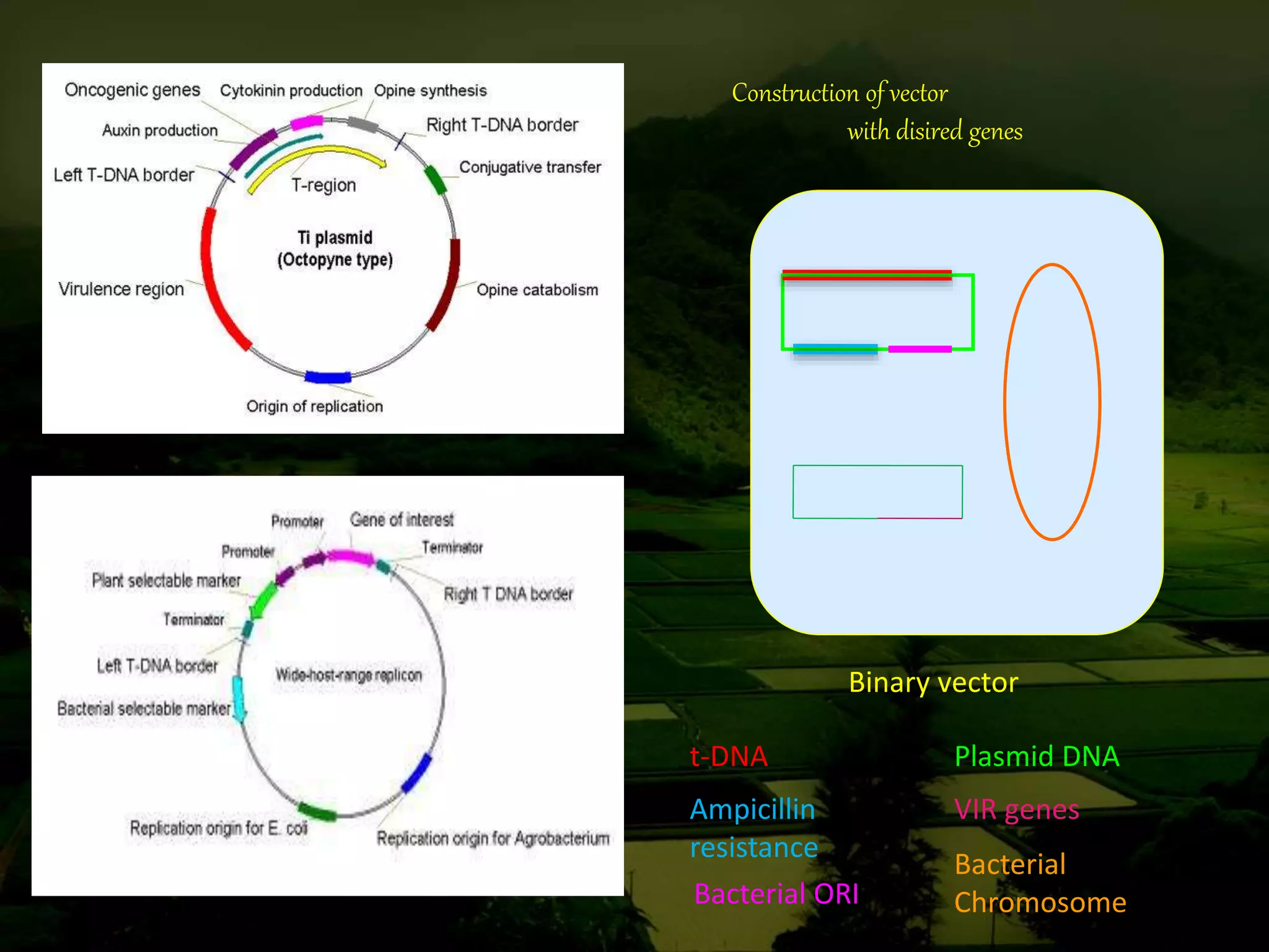 Methods of gene transfer in plant | PPTX
