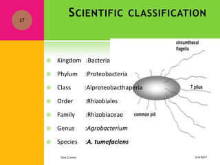Methods of gene transfer in plant | PPTX
