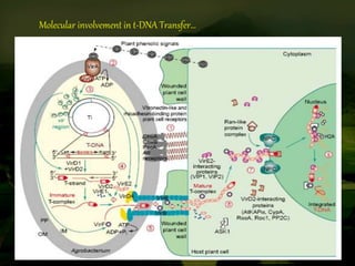 Methods of gene transfer in plant | PPTX