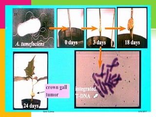 Methods of gene transfer in plant | PPTX