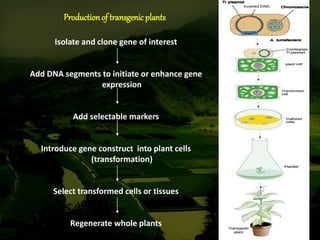 Methods of gene transfer in plant | PPTX