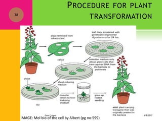 Methods of gene transfer in plant | PPTX