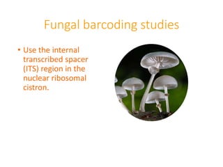 Fungal barcoding studies
• Use the internal
transcribed spacer
(ITS) region in the
nuclear ribosomal
cistron.
 