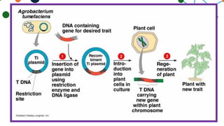 gene cloning powerpoint for general biology 2 | PPTX
