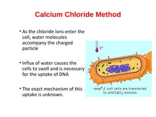 Calcium Chloride Method
• As the chloride ions enter the
cell, water molecules
accompany the charged
particle
• Influx of water causes the
cells to swell and is necessary
for the uptake of DNA
• The exact mechanism of this
uptake is unknown.
 
