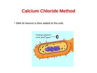 Calcium Chloride Method
• DNA of interest is then added to the cells
 
