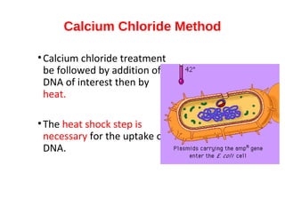 Calcium Chloride Method
•Calcium chloride treatment
be followed by addition of
DNA of interest then by
heat.
•The heat shock step is
necessary for the uptake of
DNA.
 