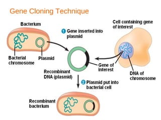 Gene Cloning Technique
 