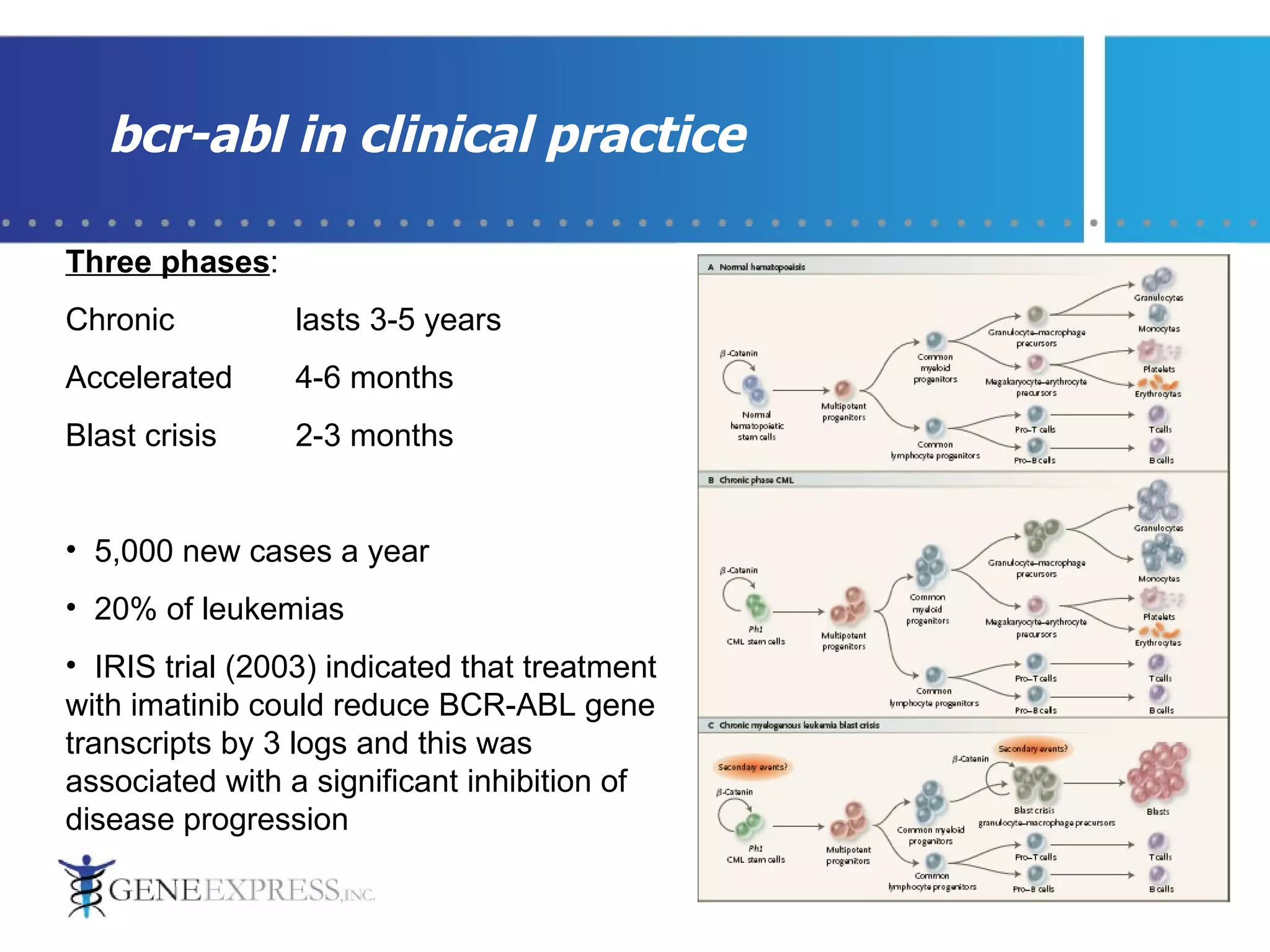 bcr-abl in clinical practice Three phases : Chronic lasts 3-5 years Accelerated 4-6 months Blast crisis 2-3 months 5,000 new cases a year 20% of leukemias IRIS trial (2003) indicated that treatment with imatinib could reduce BCR-ABL gene transcripts by 3 logs and this was associated with a significant inhibition of disease progression 