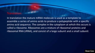 Translation:
In translation the mature mRNA molecule is used as a template to
assemble a series of amino acids to produce a polypeptide with a specific
amino acid sequence. The complex in the cytoplasm at which this occurs is
called a ribosome. Ribosomes are a mixture of ribosomal proteins and
ribosomal RNA (rRNA), and consist of a large subunit and a small subunit
 
