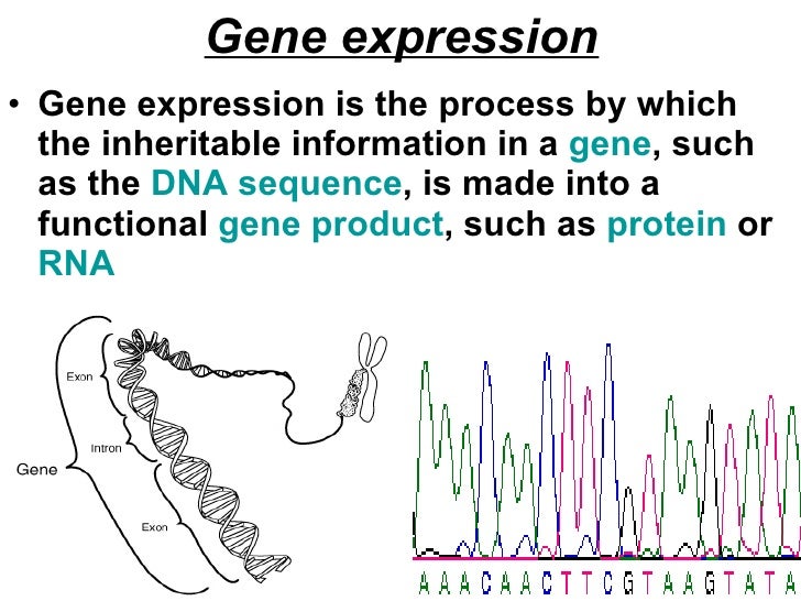 Gene Expression Lesson 2