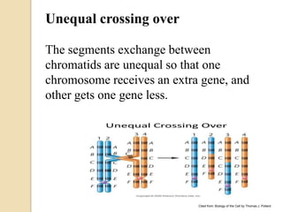 Pollarding Cell Gene-Linkage-and-Crossing-over. In humans | PDF