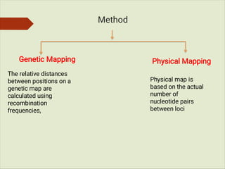 Mapping Method For Biology Gene mapping and it's type ( genetic mapping and physical mapping) | PDF