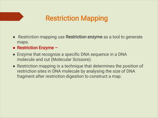 Gene mapping and it's type ( genetic mapping and physical mapping) | PDF