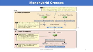 Monohybrid Crosses
Genetic (Osamah Alrouwab) 1
 
